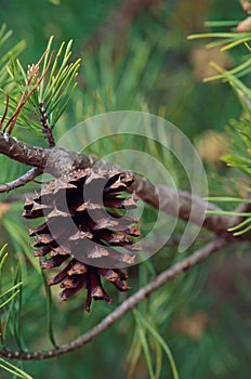 Pine Cone on TRee