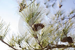 Pine cone on a tree