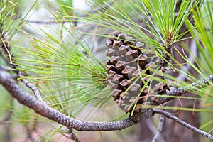 Pine Cone