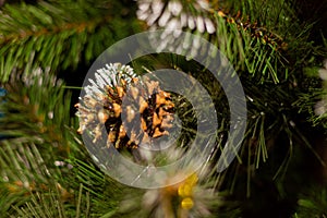 Pine cone on a tree branch