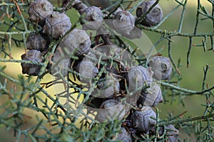 pine cone, tree branch, pine tree background photo