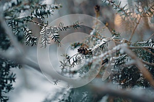 Pine cone on tree branch with snow close-up