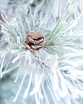 Pine cone on a tree branch during winter