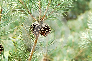 Pine Cone in tree