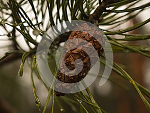 Pine cone at the tree macro close up