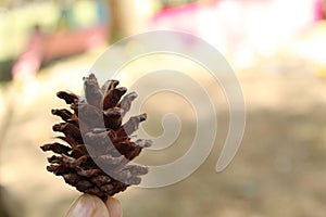 Pine cone on a tree