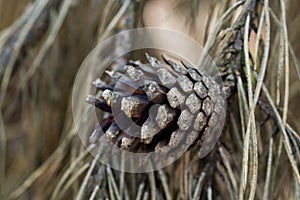 pine cone on twig closeup selective focus