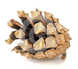 Pine cone on white background