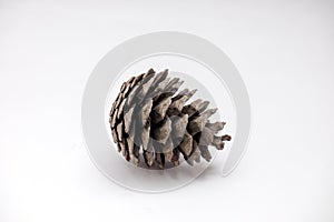 A pine cone on a white background. Selective focus. Space for text.