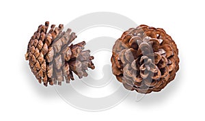 Pine cone on white background. Top view