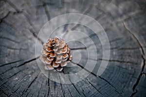 Pine Cone on Wooden Texture Background, Close-Up of Nature Dry Pine Cone Isolated on Tree Wood Annual Ring. Brown Pine Seed for