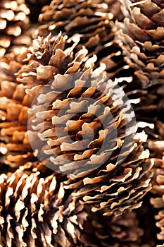 Pine cones