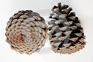 Pine cones