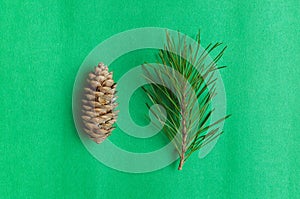 Pine cones.