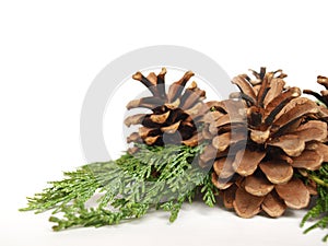 Pine cones
