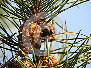 Pine cones