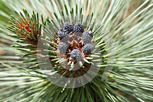 Pine cones