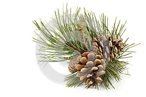 Pine Cones