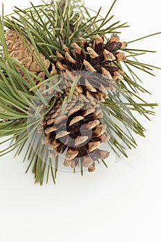 Pine Cones