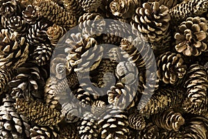 Pine cones