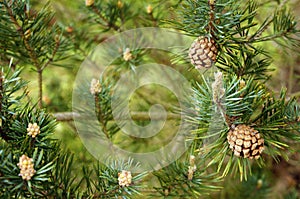 Pine cones