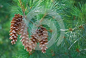 Pine Cones photo