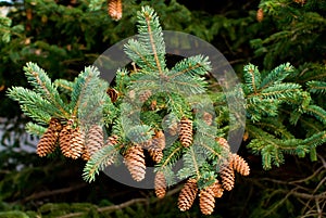 Pine Cones