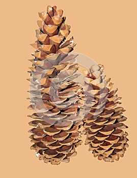 Pine cones