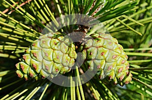 Pine cones