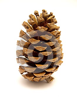 Pine cones