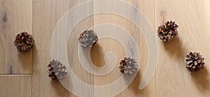 pine cones aligned over a light, clean oak tree background