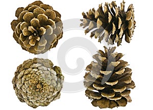 Pine cones all views isolated