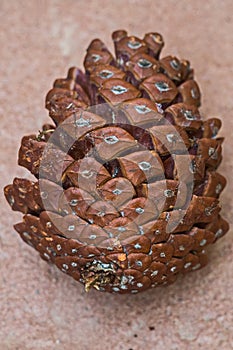 Pine cones in the area of Alimini.