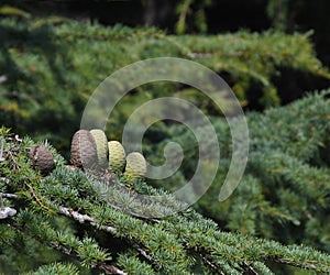 Pine cones on Atlantic / Blue Atlas cedar tree Cedrus atlantica