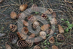 pine cones background