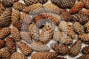 pine cones background