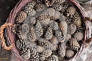 pine cones in the basket