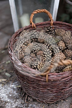 pine cones in the basket