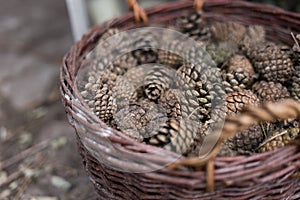 pine cones in the basket