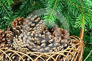 Pine cones in a basket with branches of conifer close up