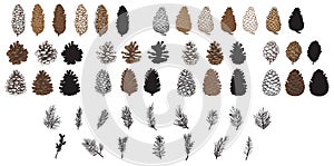 Pine Cones photo