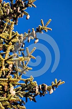Pine cones and blue sky