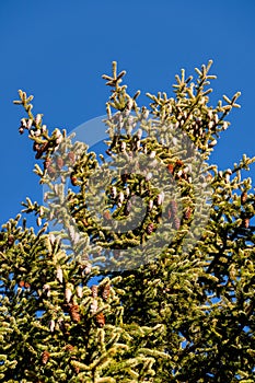 Pine cones and blue sky