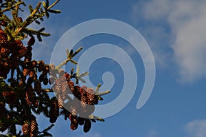 Pine cones on blue sky background. Selective focus with copy space