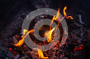 Pine cones in a bonfire close-up