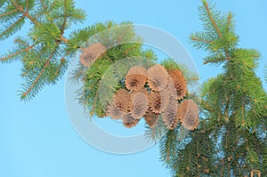 Pine cones on a branch