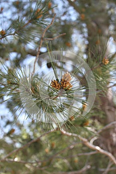 Pine Cones on a Branch of a Pine Tree