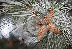 Pine cones and branches.