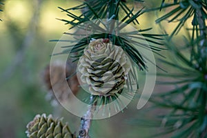 Pine cones on branches. Brown pine cone of pine tree. Growing cones close up. Larch cones growing in row on branch with