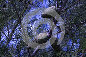 Pine cones and branches. Closeup photo of blue needle pine tree on the right side of picture. Abstraction color